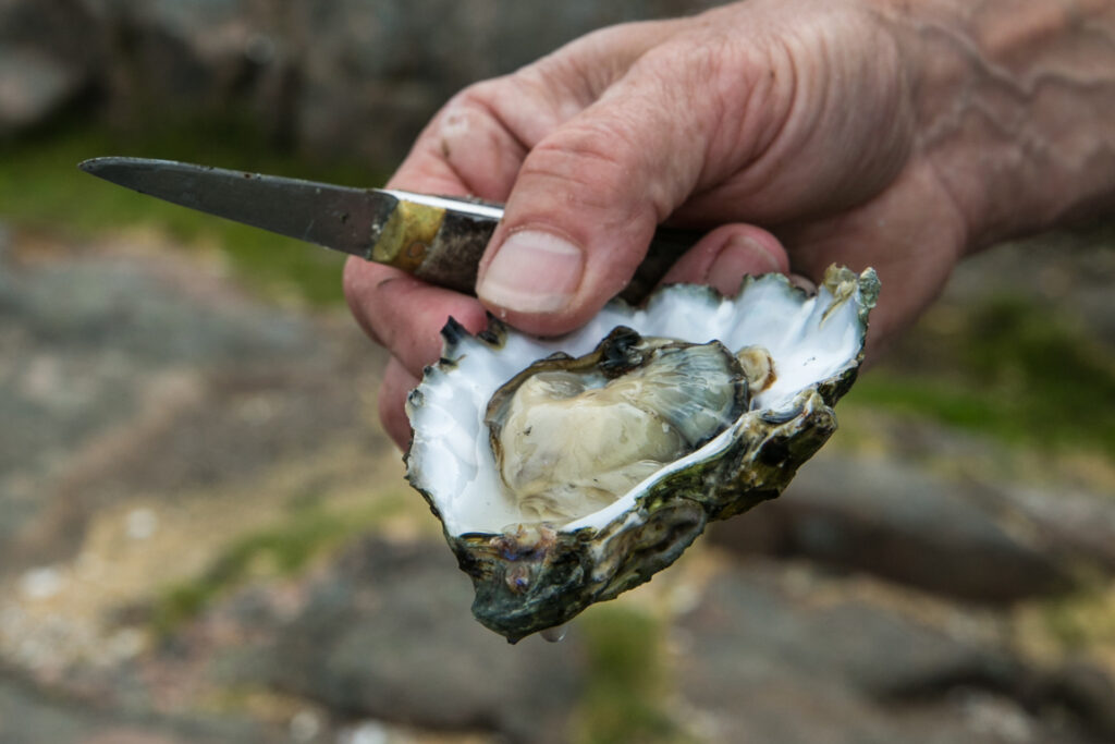 I ostronets tecken, guidad dag