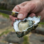 I ostronets tecken, guidad dag