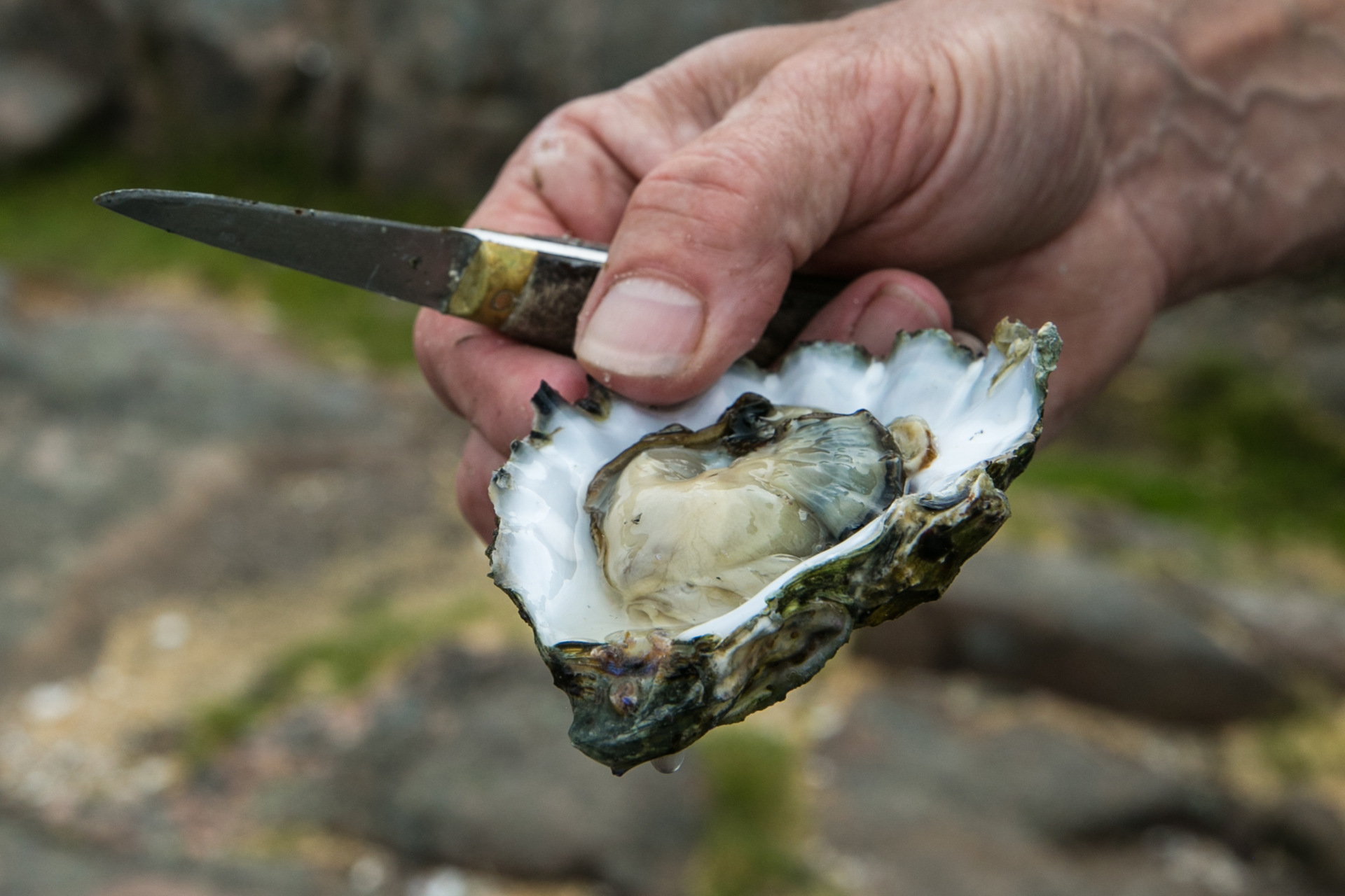 I ostronets tecken, guidad dag